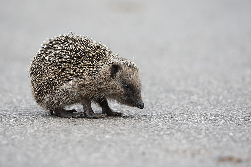 Riccio comune(Erinaceus europaeus)